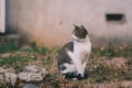 cat on street on day light