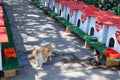 Cat street, cat houses and feeding stray cats on the street