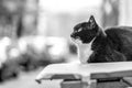 Cat on the street, independent look (BW)... Royalty Free Stock Photo