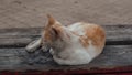 Cat on street, multicolored furry cat on street