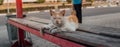 Cat on street, multicolored furry cat on street