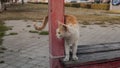 Cat on street, multicolored furry cat on street