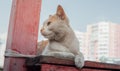 Cat on street, multicolored furry cat on street