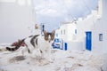 Cat on the street at Mykonos, Greece Royalty Free Stock Photo