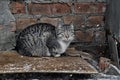 Cat on the street Royalty Free Stock Photo