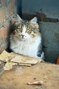 Cat on the street Royalty Free Stock Photo