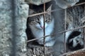 Cat on the street Royalty Free Stock Photo