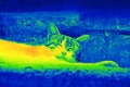 Cat on the street by thermal camera