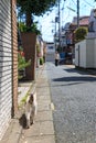 Cat on the street in Tokyo in the Setagaya district in spring