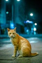 cute orange cat with blurry light background Royalty Free Stock Photo