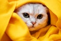 Cat in stress and depression, he was scared and hiding in a yellow plaid. Psychological concept. Animal preparing for