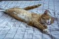 The cat stretches himself. The ginger cat lies on the bed and relaxes