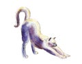 The cat stretches, watercolor illustration isolated on white.