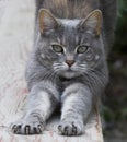 Cat stretching on fence