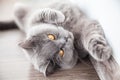 Cat stretching its foreleg Royalty Free Stock Photo