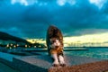 Cat stretching in Marciana Marina at night