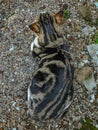 Cat with striped fur resting on pebbles.