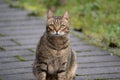 Cat with striped fur sits on the pathway in the backyard