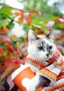 Cat in striped sweater with paper cup of coffee takeaway in autumn park on the background of motley foliage