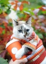 Cat in striped sweater with paper cup of coffee takeaway in autumn park on the background of motley foliage