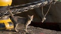 Cat with a striped tail on the quay