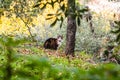 A cat strolling through San Gimignano. Tuscany, Italy Royalty Free Stock Photo
