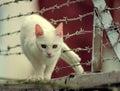 Cat Stuck in Barbed Wire Royalty Free Stock Photo