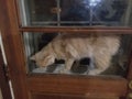 Cat stuck in door window
