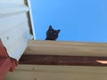 Cat stuck on a hot tin roof Royalty Free Stock Photo