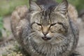 The cat stuck out his tongue. A stray cat dozing in the sun Royalty Free Stock Photo