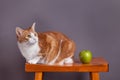 Cat in studio with green apple Royalty Free Stock Photo