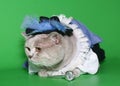 Cat in a suit of the musketeer. Royalty Free Stock Photo