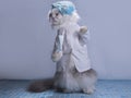 Cat suit surgeon preparing for surgery