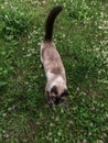 Cat in summer clover meadow