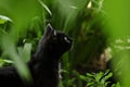 Cat in the summer garden. Royalty Free Stock Photo