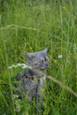 British grey cat on a summer walk with a surprised funny feeling of pet Care, natural food and vitamins for Pets. Fluffy treatment