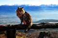 Cat on the summit of the mountain in Argentina, Bolson Royalty Free Stock Photo