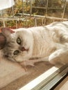 Cat in the sun. the animal is warming on the balcony. white cat