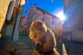 Cat on sun rays on street of Groznjan village