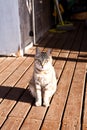 a cat in the sun sitting on a wooden deck