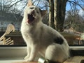 Cat yawning