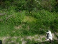 Cat sunbathes on the path near wildflowers Royalty Free Stock Photo