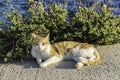 Cat sunbathing close to the sea Royalty Free Stock Photo