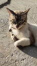 cat sunbathing in the morning dan lazy cat Royalty Free Stock Photo