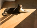 Cat sunbathing on wooden floor at home Royalty Free Stock Photo