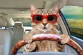 Cat with sunglasses driving a car