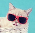 The cat in sunglasses Royalty Free Stock Photo