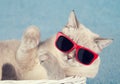 The cat in sunglasses Royalty Free Stock Photo