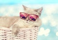 The cat in sunglasses lying in a basket Royalty Free Stock Photo