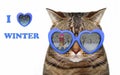 Cat in sunglasses with a winter reflection Royalty Free Stock Photo